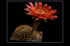 Lobivia arachnacantha var. vallegrandensis WR 184