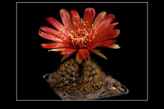 Lobivia arachnacantha var. vallegrandensis WR 184