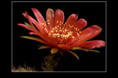 Lobivia arachnacantha var. vallegrandensis WR 184