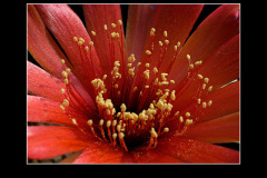 Lobivia arachnacantha var. vallegrandensis WR 184