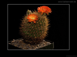 Lobivia cinnabarina