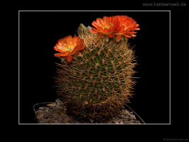 Lobivia cinnabarina