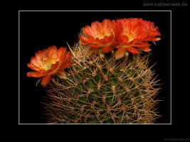 Lobivia cinnabarina