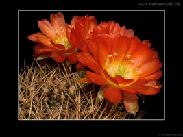 Lobivia cinnabarina