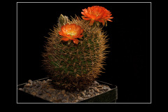 Lobivia cinnabarina