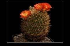 Lobivia cinnabarina