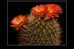Lobivia cinnabarina