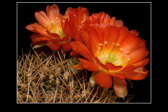 Lobivia cinnabarina
