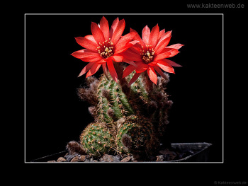 Lobivia saltensis var. multicostata WR 662