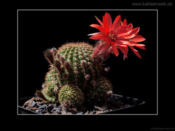 Lobivia saltensis var. multicostata WR 662