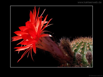 Lobivia saltensis var. multicostata WR 662