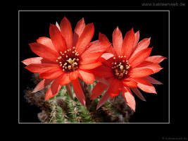 Lobivia saltensis var. multicostata WR 662