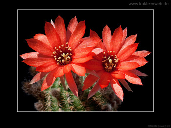 Lobivia saltensis var. multicostata WR 662