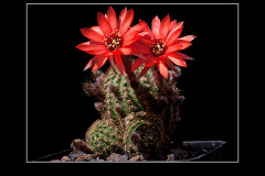 Lobivia saltensis var. multicostata WR 662