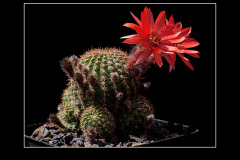 Lobivia saltensis var. multicostata WR 662