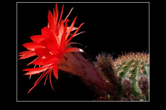 Lobivia saltensis var. multicostata WR 662