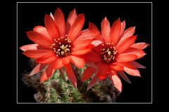 Lobivia saltensis var. multicostata WR 662