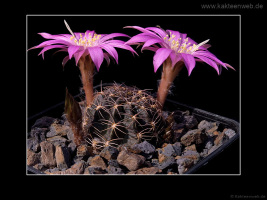 Lobivia wrightiana