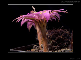 Lobivia wrightiana