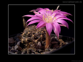 Lobivia wrightiana