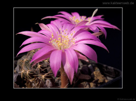 Lobivia wrightiana