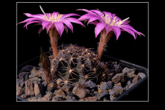 Lobivia wrightiana