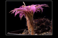 Lobivia wrightiana