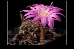 Lobivia wrightiana