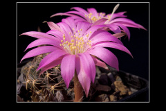Lobivia wrightiana