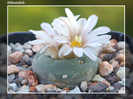 Lophophora alberto-vojtechii