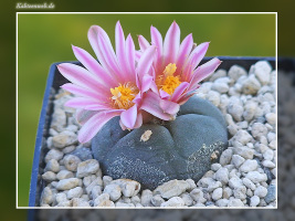 Lophophora alberto-vojtechii VM 758