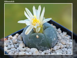 Lophophora alberto-vojtechii VM 834