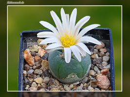 Lophophora alberto-vojtechii VM 842