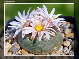 Lophophora alberto-vojtechii VM 867