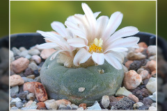 Lophophora alberto-vojtechii