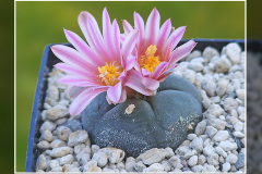 Lophophora alberto-vojtechii VM 758