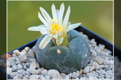 Lophophora alberto-vojtechii VM 834