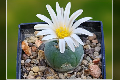 Lophophora alberto-vojtechii VM 842