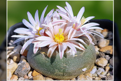 Lophophora alberto-vojtechii VM 867