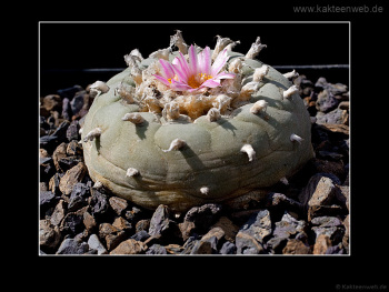 Lophophora fricii Lophophora fricii