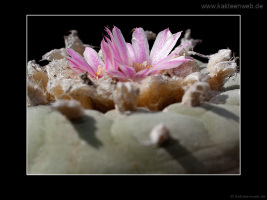 Lophophora fricii