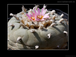 Lophophora fricii