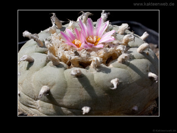 Lophophora fricii Lophophora fricii