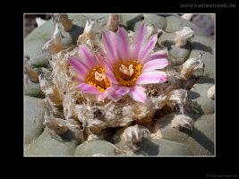 Lophophora fricii