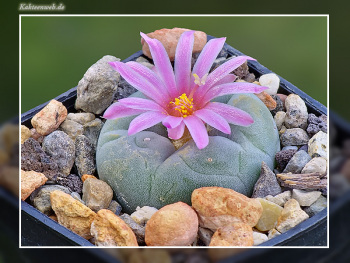Lophophora fricii VM 680 Lophophora fricii VM 680