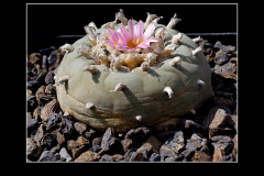 Lophophora fricii