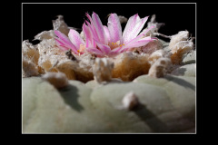 Lophophora fricii