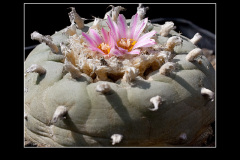 Lophophora fricii