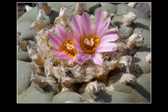 Lophophora fricii
