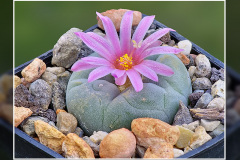 Lophophora fricii VM 680